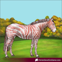 Horse Color:Bay Splash Tobiano Appaloosa  and Bay Splash Tobiano Appaloosa 