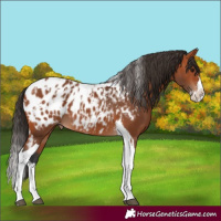 Horse Color:Bay Splash Tobiano Appaloosa  and Bay Splash Tobiano Appaloosa 