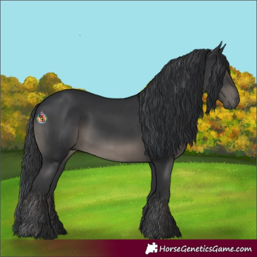 Horse Color:Black and Black