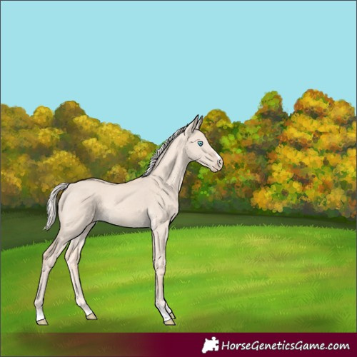 Horse Color:Cremello Dun Rabicano 