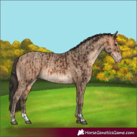 Horse Color:Bay  and Amber Champagne 