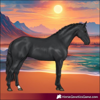 Horse Color:Black 
