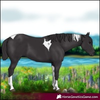 Horse Color:Smoky Black Tobiano 