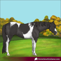 Horse Color:Smoky Black Tobiano 