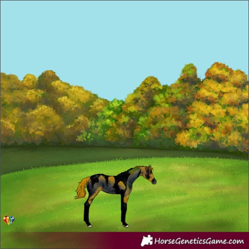 Horse Color:ERROR: UNKNOWN ANOMALY