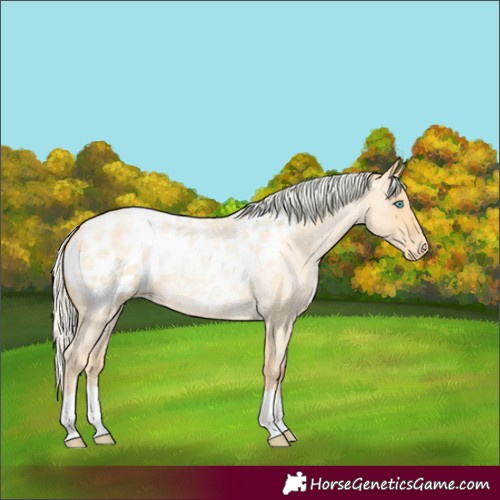 Horse Color:Silver Buckskin Roan Pearl Appaloosa 