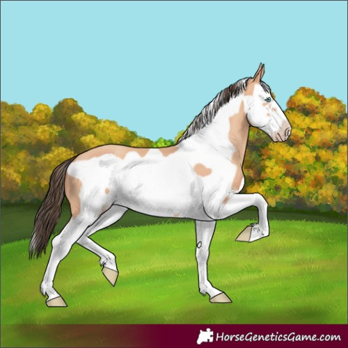 Horse Color:Amber Champagne Splash Frame 