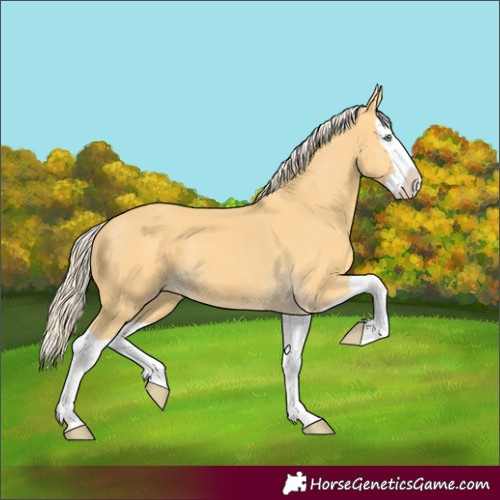 Horse Color:Gold Cream Champagne Splash 