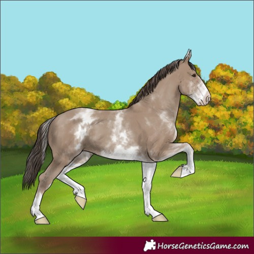Horse Color:White Spotted Classic Champagne 