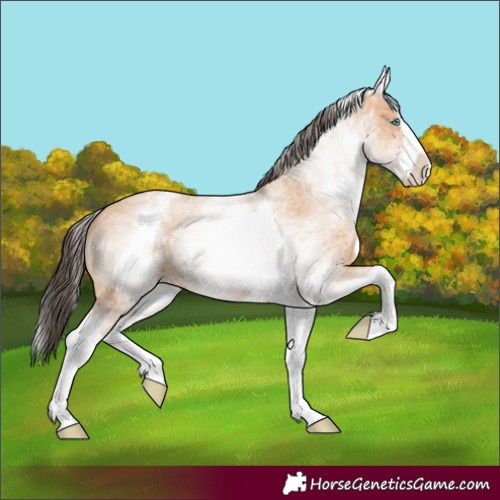 Horse Color:White Spotted Amber Champagne Splash 