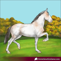 Horse Color:White Spotted Amber Champagne Splash