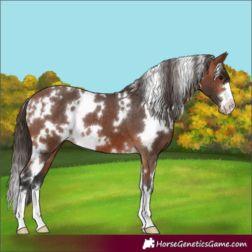 Horse Color:White Spotted Bay Appaloosa 