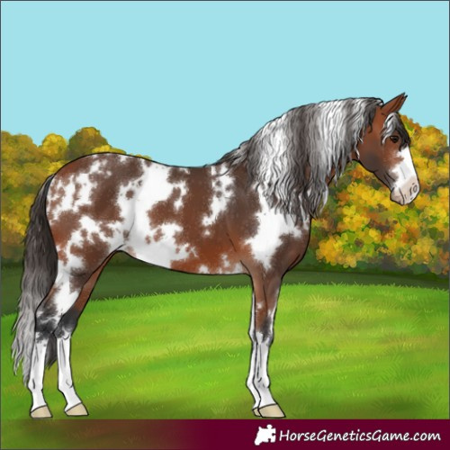 Horse Color:White Spotted Bay Appaloosa