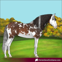 Horse Color:White Spotted Bay Splash