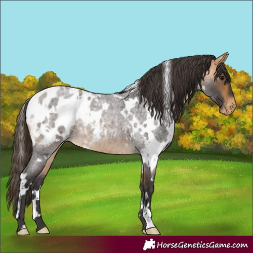 Horse Color:White Spotted Buckskin Roan Appaloosa 