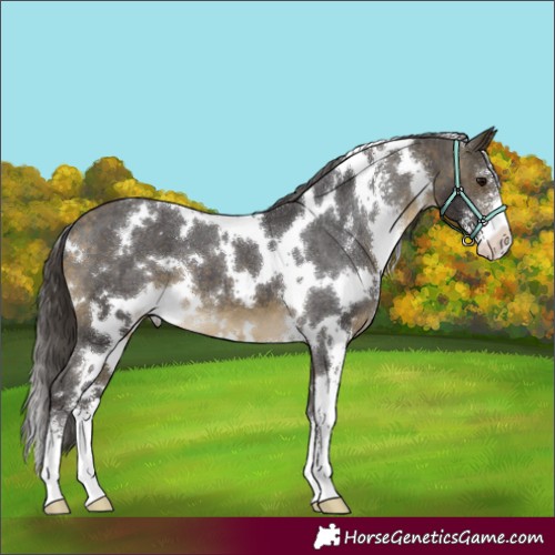 Horse Color:White Spotted Buckskin Sabino Appaloosa 