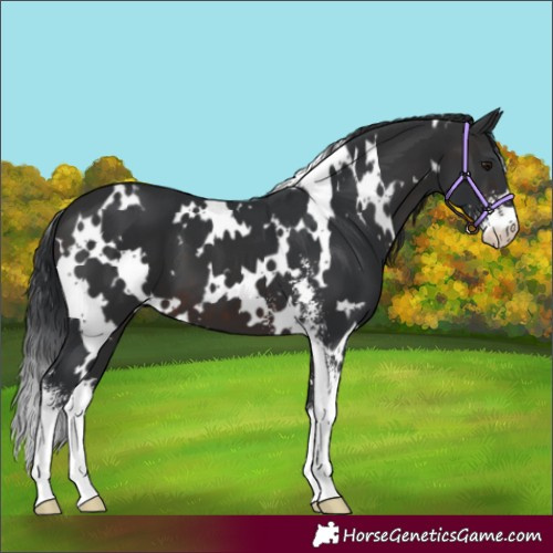Horse Color:White Spotted Brown Sabino 