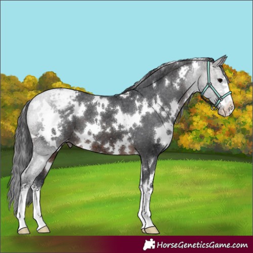 Horse Color:White Spotted Brown Appaloosa 