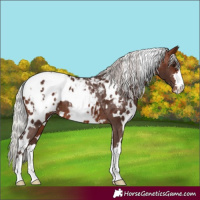 Horse Color:White Spotted Silver Brown Blanket