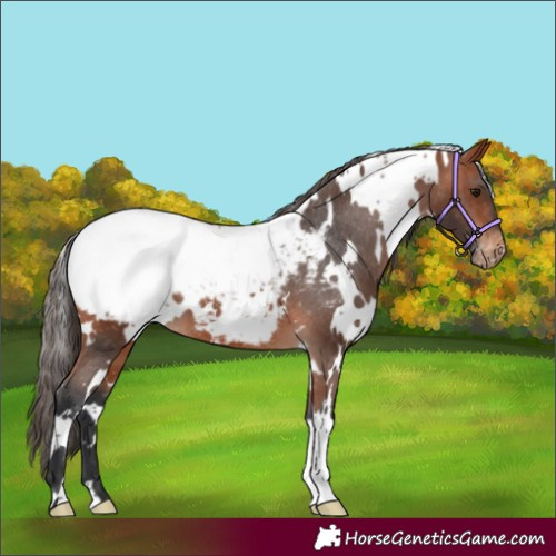 Horse Color:White Spotted Bay Appaloosa 