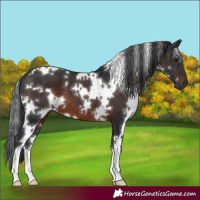 Horse Color:White Spotted Brown
