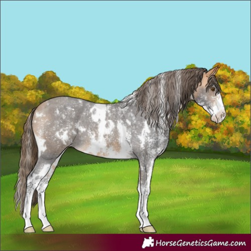 Horse Color:White Spotted Buckskin Sabino Appaloosa