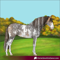Horse Color:White Spotted Buckskin Sabino Appaloosa