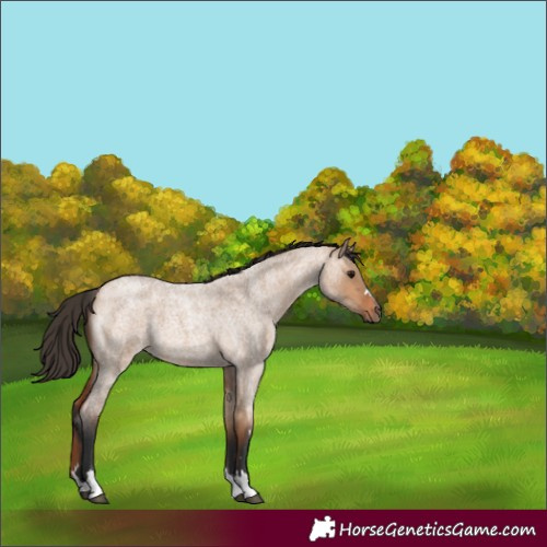 Horse Color:Bay Roan Dun