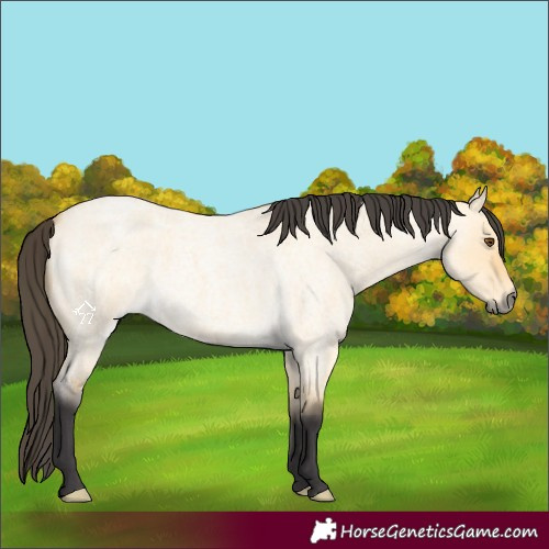 Horse Color:Buckskin Roan Dun 