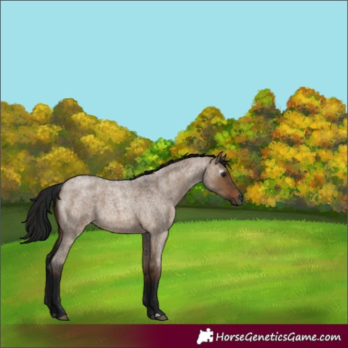 Horse Color:Gray Brown Roan Dun