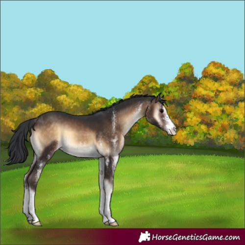 Horse Color:White Spotted Brown Onyx 