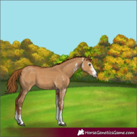 Horse Color:Gray White Spotted Red Dun 