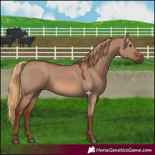 Horse Color:Red Dun 