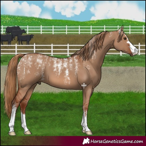 Horse Color:Powder White Red Dun 