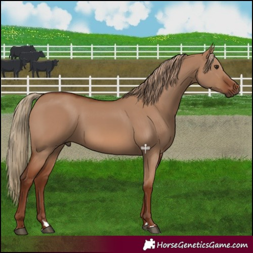 Horse Color:Red Dun 
