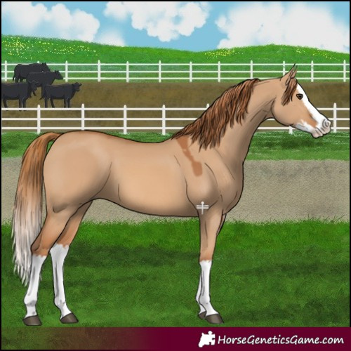 Horse Color:Red Dun Splash 