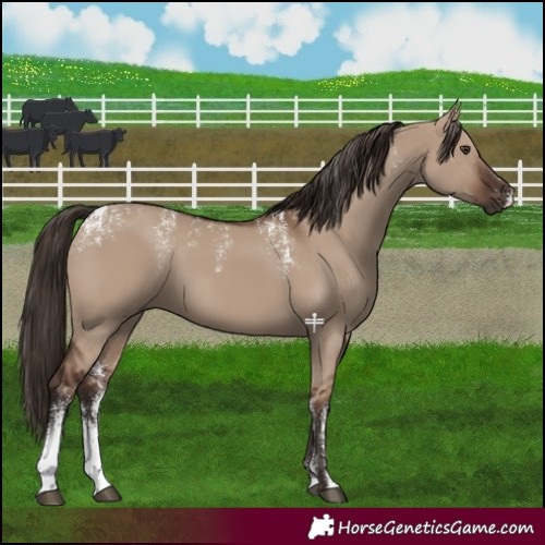 Horse Color:Powder White Liver Red Dun 