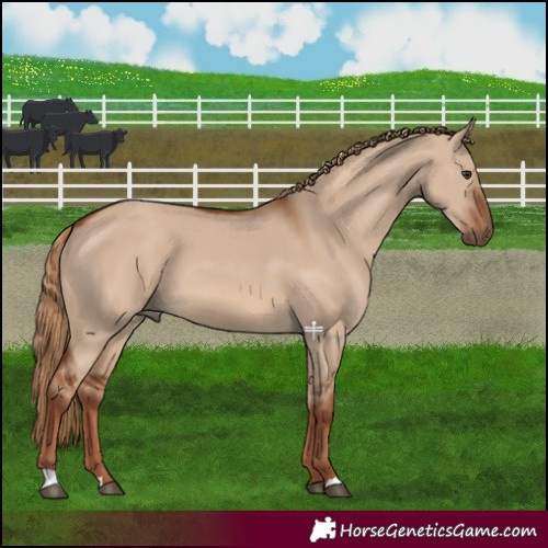 Horse Color:Red Dun 