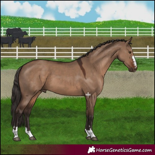 Horse Color:Liver Red Dun 