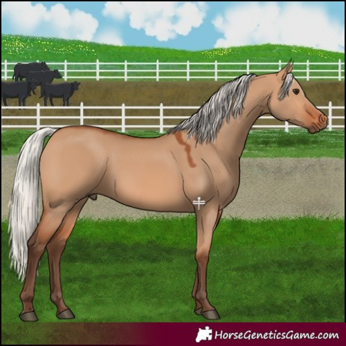 Horse Color:Silver Bay Dun 