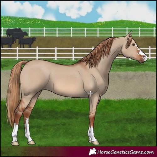 Horse Color:Red Dun 