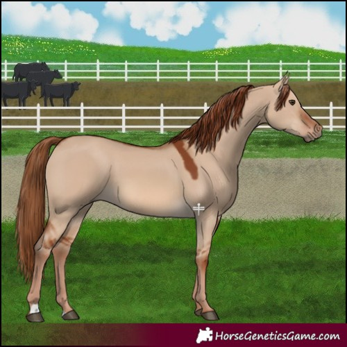 Horse Color:Red Dun 
