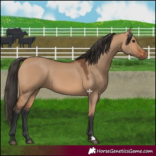 Horse Color:Bay Dun 