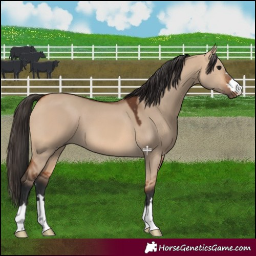 Horse Color:Bay Dun 