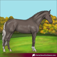 Horse Color:Silver Black 
