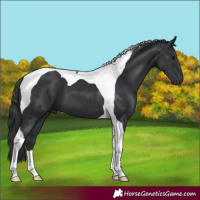 Horse Color:Black Tobiano 