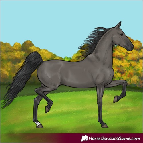 Horse Color:Grullo