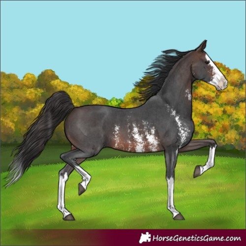 Horse Color:Brown Sabino Splash 