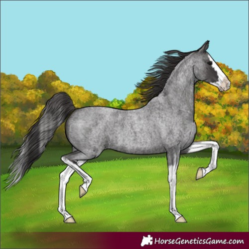 Horse Color:Smoky Blue Roan Splash 