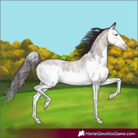 Horse Color:Bay Roan Splash